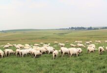 Wool industry opens the door for accurate carbon reporting