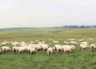 Wool industry opens the door for accurate carbon reporting