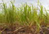 Rising sugar imports highlight need for next phase of master plan
