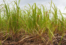 Rising sugar imports highlight need for next phase of master plan