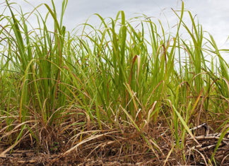 Rising sugar imports highlight need for next phase of master plan