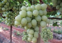 South Korea added to export roster for SA table grapes