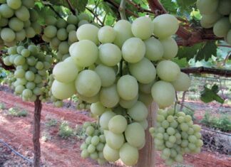 South Korea added to export roster for SA table grapes