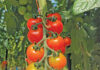Successful tomato production dependent on holistic approach