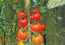 Successful tomato production dependent on holistic approach