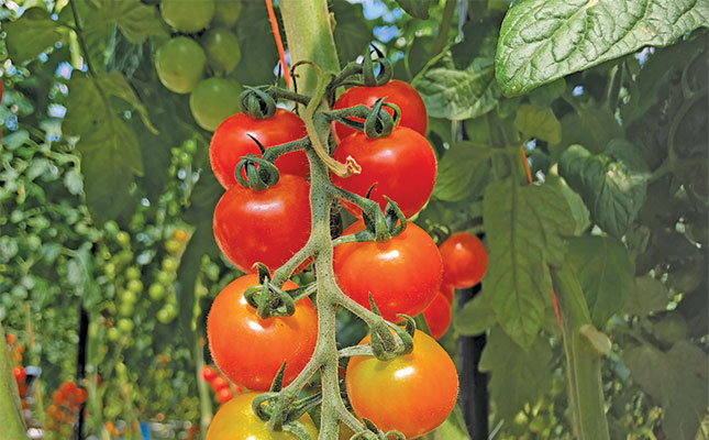 Successful tomato production dependent on holistic approach