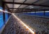 Call for VAT-free chicken ahead of 2026 Budget Speech