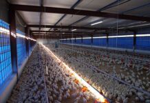 Call for VAT-free chicken ahead of 2026 Budget Speech