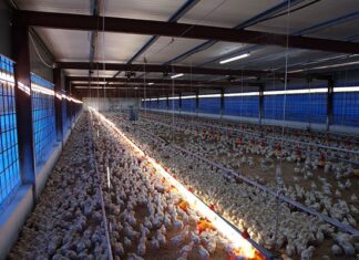 Call for VAT-free chicken ahead of 2026 Budget Speech