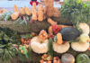 Eastern Cape agricultural show in Gqeberha celebrates smallholder success
