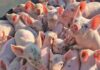 Optimal swine nutrition: don’t feed more, but feed better