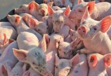 Optimal swine nutrition: don’t feed more, but feed better