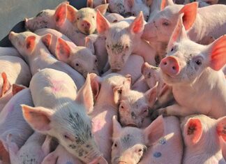 Optimal swine nutrition: don’t feed more, but feed better