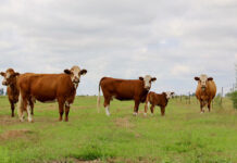 Breeding functional cattle for real-world conditions