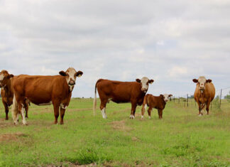 Breeding functional cattle for real-world conditions