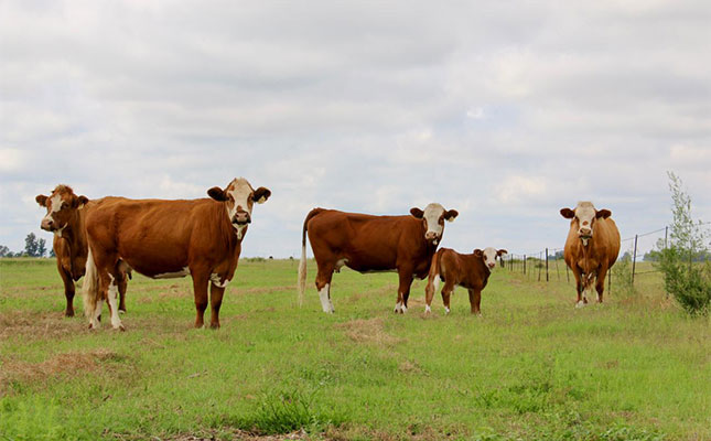 Breeding functional cattle for real-world conditions