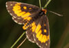 Farmer secures SA’s first butterfly conservation servitude
