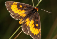 Farmer secures SA’s first butterfly conservation servitude