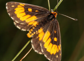 Farmer secures SA’s first butterfly conservation servitude