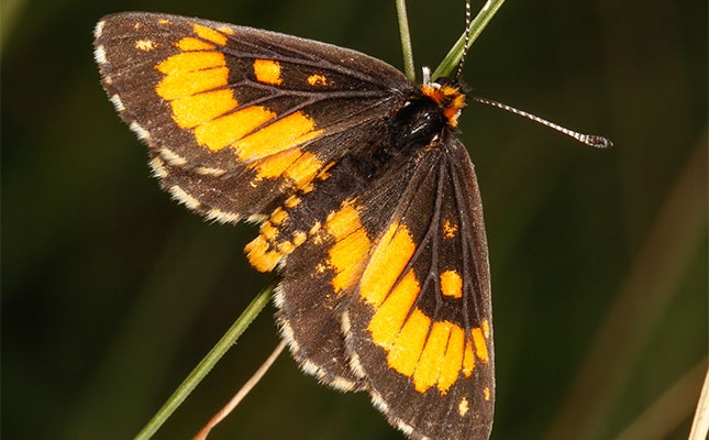 Farmer secures SA’s first butterfly conservation servitude