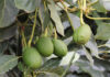 Bigger avocado harvest forecast amid challenging export season