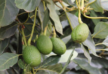 Bigger avocado harvest forecast amid challenging export season