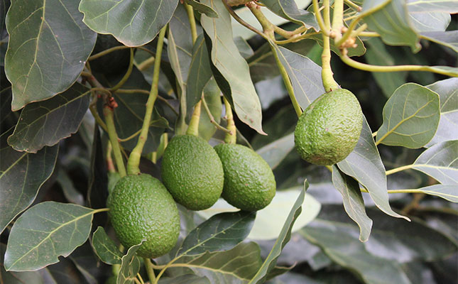 Bigger avocado harvest forecast amid challenging export season