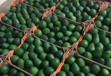 Dole and Mahela form partnership to boost Limpopo packhouse
