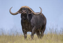 Top genetics and prices at the Bona Bona Platinum Auction