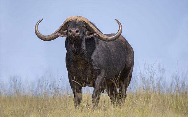 Top genetics and prices at the Bona Bona Platinum Auction