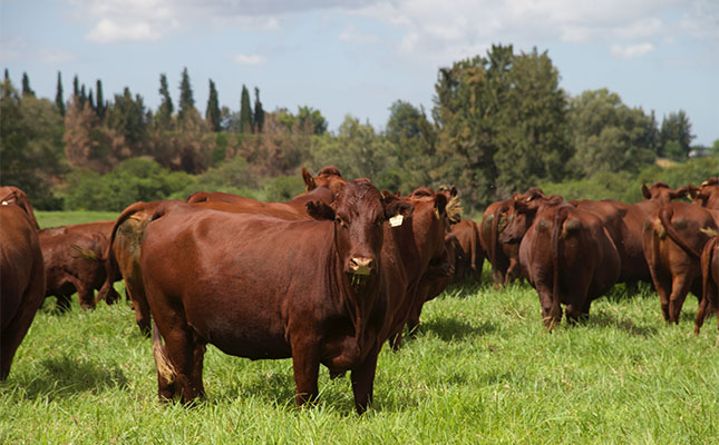 Venter Boerdery: how stepping back built a successful Bonsmara stud