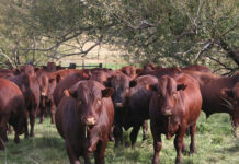 Raising better Bonsmaras: practical insights for breeders and farmers