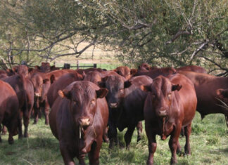 Raising better Bonsmaras: practical insights for breeders and farmers