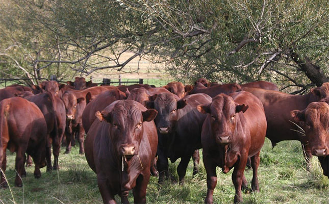 Raising better Bonsmaras: practical insights for breeders and farmers