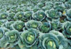 Industry voices concern over Botswana’s fresh produce ban