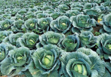 Industry voices concern over Botswana’s fresh produce ban