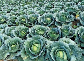 Industry voices concern over Botswana’s fresh produce ban