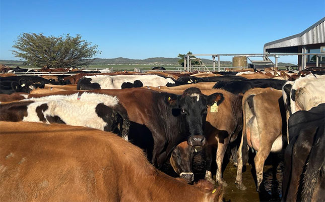 FMD vaccinations begin in Eastern Cape, industry flags supply concerns