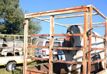 What farmers need to know about FMD movement permits