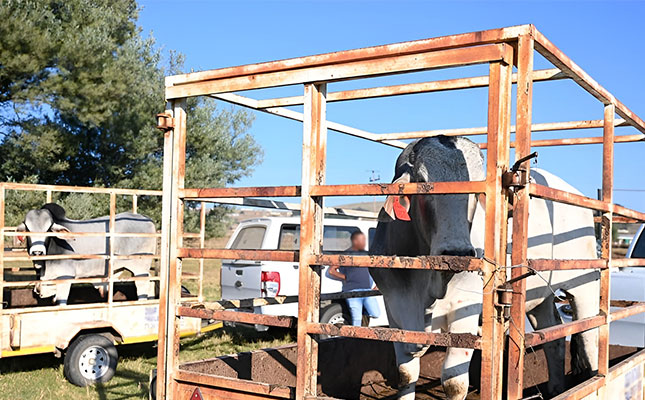 What farmers need to know about FMD movement permits