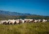 Charolais prove their tenacity in the Eastern Cape Highlands