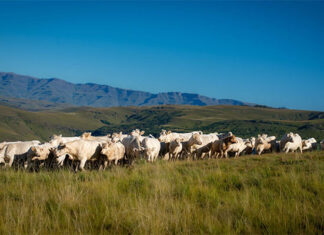 Charolais prove their tenacity in the Eastern Cape Highlands
