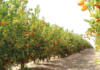 South Africa’s record agri exports mask a growing vulnerability