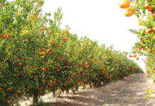 South Africa’s record agri exports mask a growing vulnerability