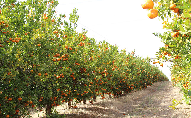 South Africa’s record agri exports mask a growing vulnerability