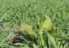 Struggling with no-till? Cover crops could be the answer