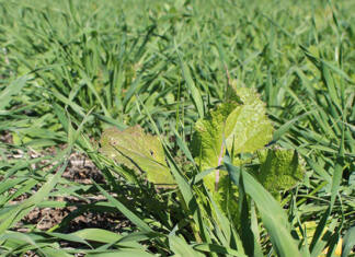 Struggling with no-till? Cover crops could be the answer