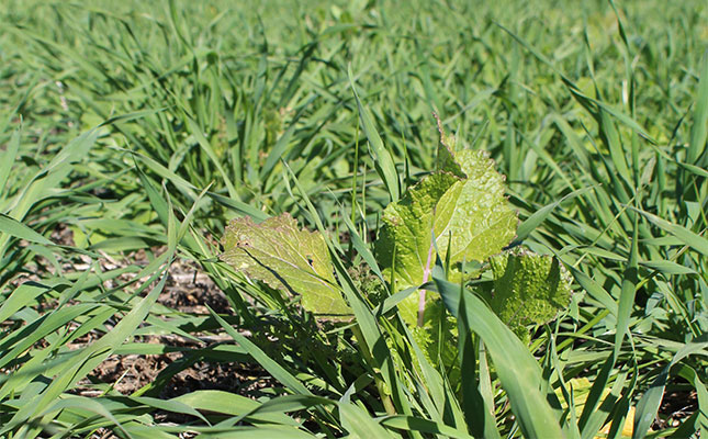 Struggling with no-till? Cover crops could be the answer
