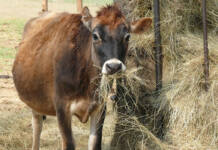 FMD response falters as state goes silent on critical failures