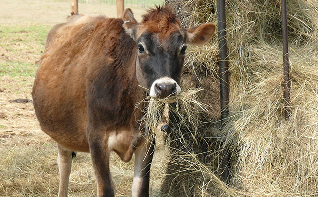 FMD response falters as state goes silent on critical failures